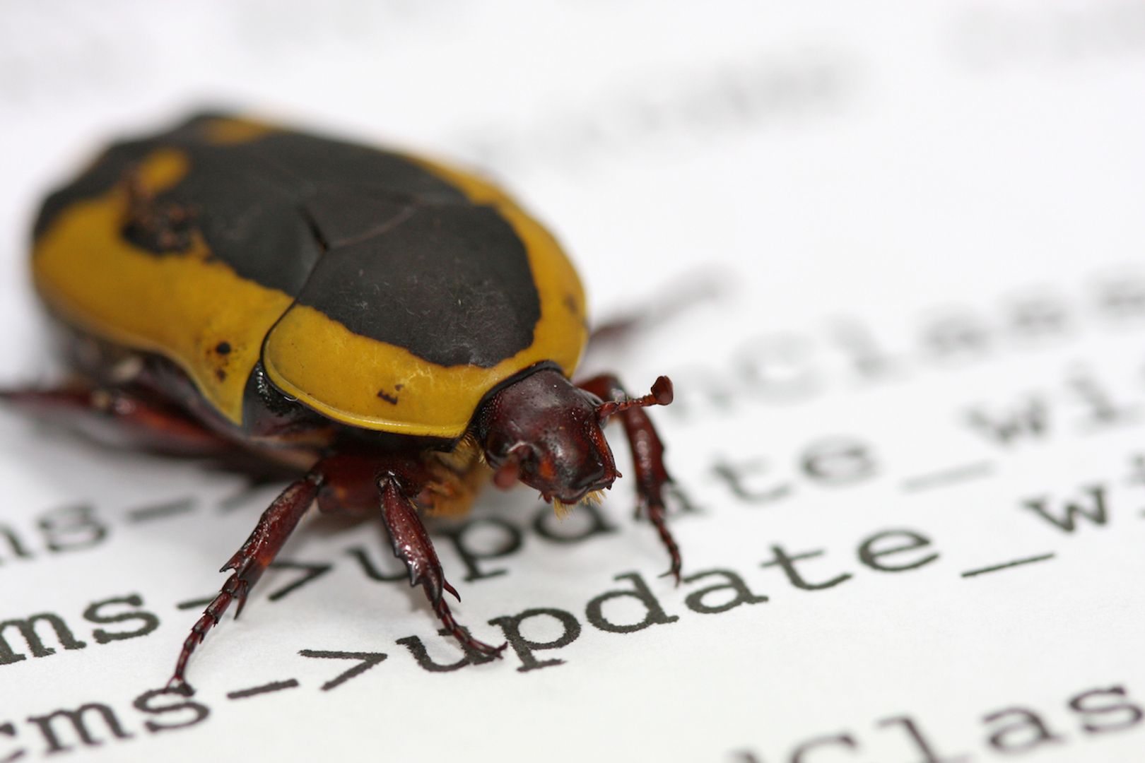 Solana Quietly Fixes Bug That Could Have Let Attackers Mint and Steal Certain Tokens-credit coindesk