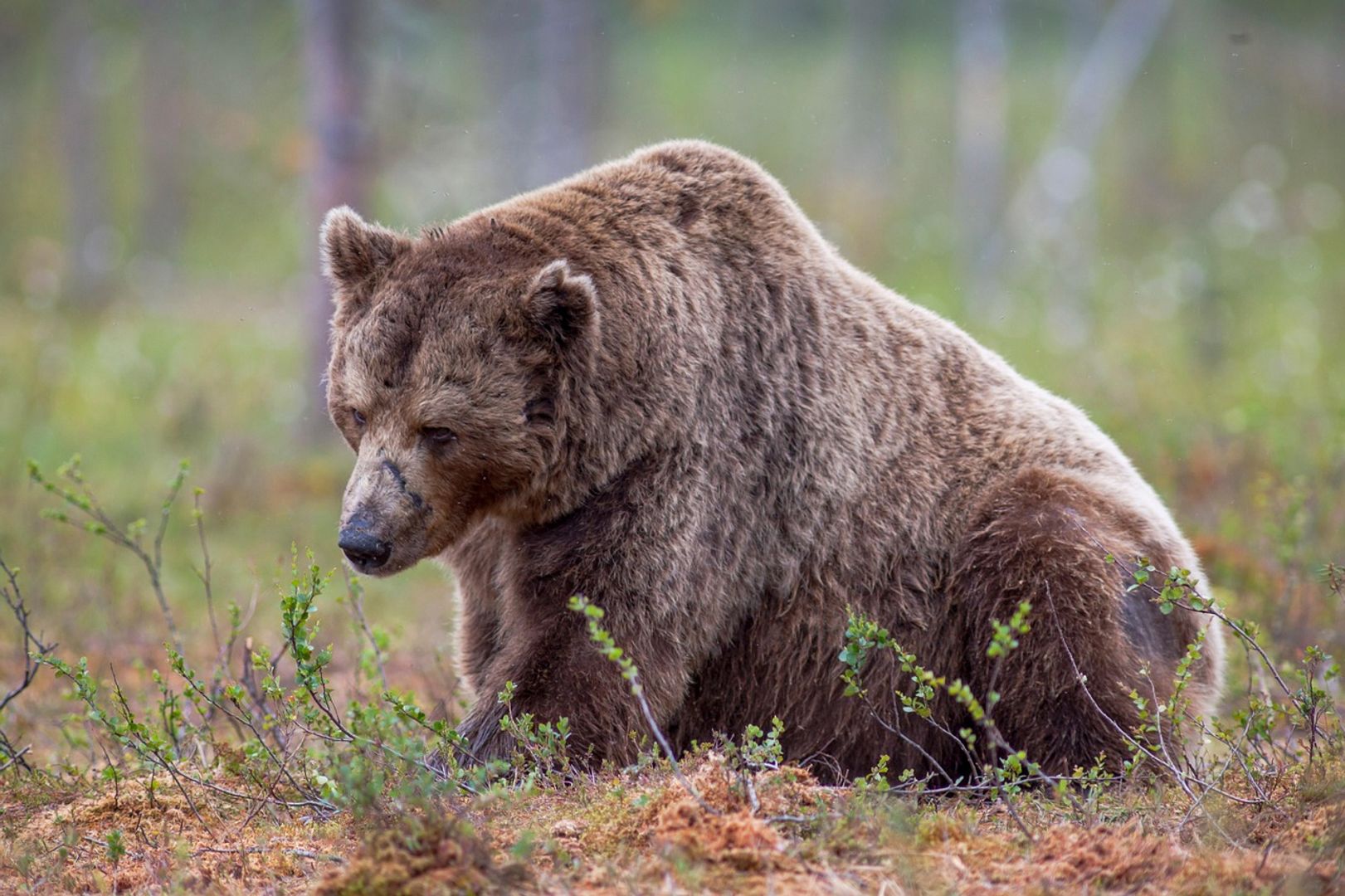 Ether Bears Are Done and That’s Fueling ETH’s Surge, Crypto Benchmark Issuer Says-credit coindesk