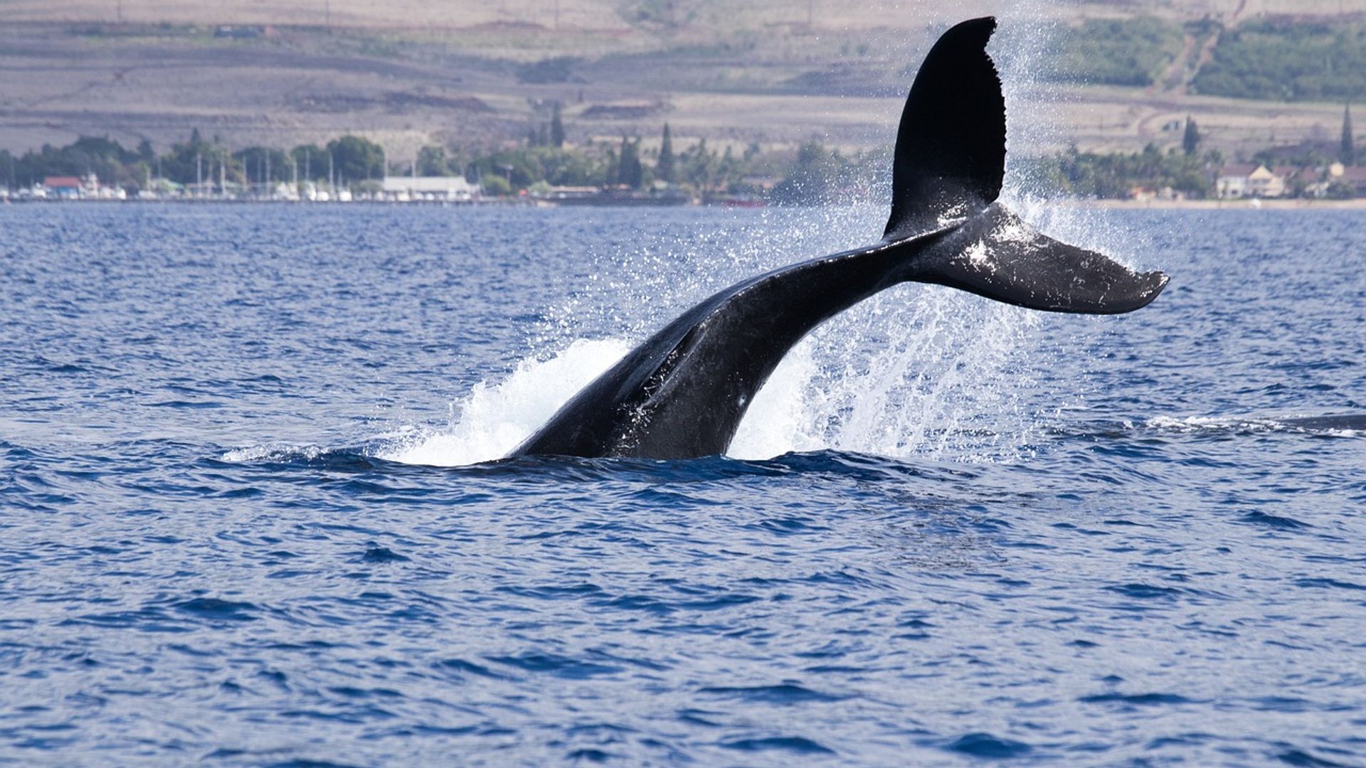 Bitcoin Whales Scoop Up BTC as Price Nears Record High in Sign of Growth Expectations-credit coindesk